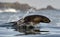 Jumping Cape fur seal (Arctocephalus pusillus pusillus)