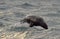 Jumping Cape fur seal (Arctocephalus pusillus pusillus) on sunrise light