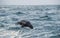 Jumping Cape fur seal (Arctocephalus pusillus pusillus) on sunrise light