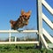 Jumping chihuahua