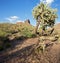 Jumping Cholla