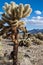 Jumping Cholla Cactus in Joshua Tree National Park