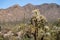 Jumping cholla cactus in Saguaro National Park, basking in the Arizona Sonoran desert sunshine