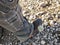 Jumping Cholla Cactus stuck to man's hiking boot