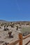 Jumping cholla cactuses, Arizona, USA