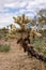 A Jumping Cholla Caught in Action