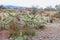 Jumping Cholla Cylindropuntia fulgida in mineral de pozos guanajuato, mexico