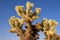 Jumping Cholla, Joshua Tree NP