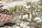 Jumping Cholla Stuck to Side of Hiking Boot, Arizona Desert