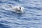 Jumping Common Dolphins tail