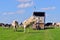 Jumping cow in green meadow