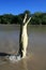 Jumping Crocodille, Kakadu, Australia