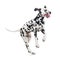 Jumping Dalmatian dog isolated