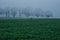 Jumping deer on field on foggy morning trees in background