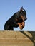 Jumping doberman