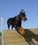 Jumping doberman doberman