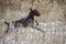 Jumping Dog. German wire haired pointer jump on the field