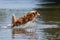 Jumping dog in the water