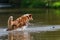 Jumping dog in the water