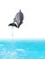 Jumping Dolphin