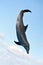 Jumping Dolphin