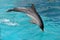 Jumping Dolphin