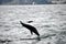 Jumping Dolphin in Kaikoura, New Zealand