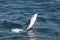 Jumping Dolphin - Kaikoura - New Zealand