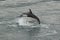 Jumping dolphin in the Pelorus Sound, New-Zealand