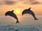 Jumping Dolphins