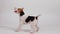 Jumping fox terrier in the studio on a white background in slow motion. The dog merrily wags its tail, runs and jumps