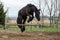 Jumping friesian horse