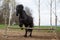 Jumping friesian horse. Equine sport.