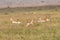 Jumping Gazelles in Kenya Africa