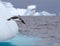 Jumping Gentoo Penguin