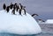 Jumping Gentoo Penguins