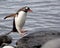 Jumping Gentoo Penguins