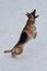 Jumping german shepherd catches snowflakes. Pet animals