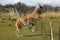 Jumping Guanaco