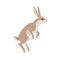 Jumping Hare or Jackrabbit as Swift Animal with Long Ears and Grayish Brown Coat Vector Illustration