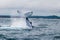 Jumping humpback whale