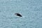 Jumping Humpback Whale in Arctic Ocean, Greenland