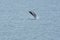 Jumping Humpback Whale in Arctic Ocean, Greenland