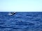 Jumping humpback whale .. Australia