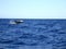 Jumping humpback whale .. Australia