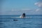 Jumping humpback whale over water and a dolphin