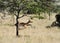 A jumping Impala behind the tree