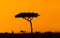 Jumping Impala at Golden African Sunset