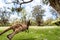 Jumping kangaroo on green grass in a city park, Perth, Western Australia