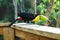 Jumping Keel-billed Toucan, Ramphastos sulfuratus, in Macaw Mountain Bird Park, Copan Ruinas, Honduras